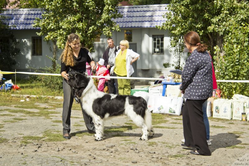 Фото: ньюфаундленд Stepnaya Pal'mira Estestvenno YA Luchshiy (Степная Пальмира Естественно Я Лучший)