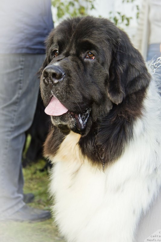 Фото: ньюфаундленд Stepnaya Pal'mira Estestvenno YA Luchshiy (Степная Пальмира Естественно Я Лучший)