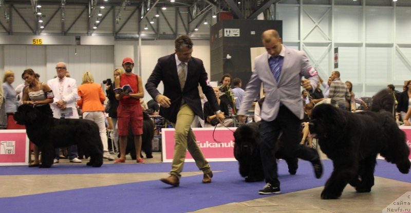 Фото: Чемпионат Европы 2013