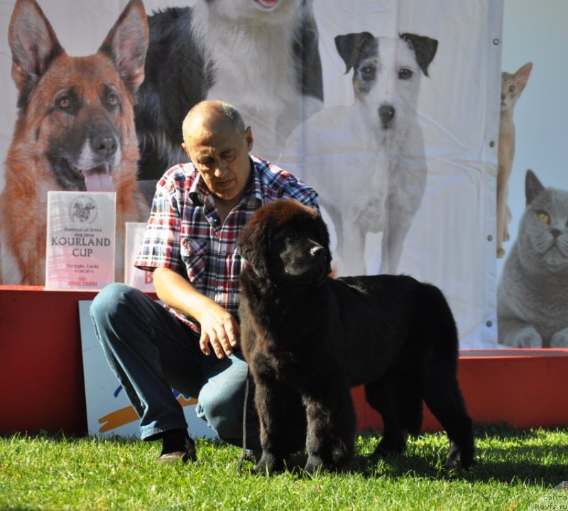 Фото: ньюфаундленд Chudo Choice Zvezdnyj Dar s Berega Dona (Чудо Чойс Звездного Дара с Берега Дона)