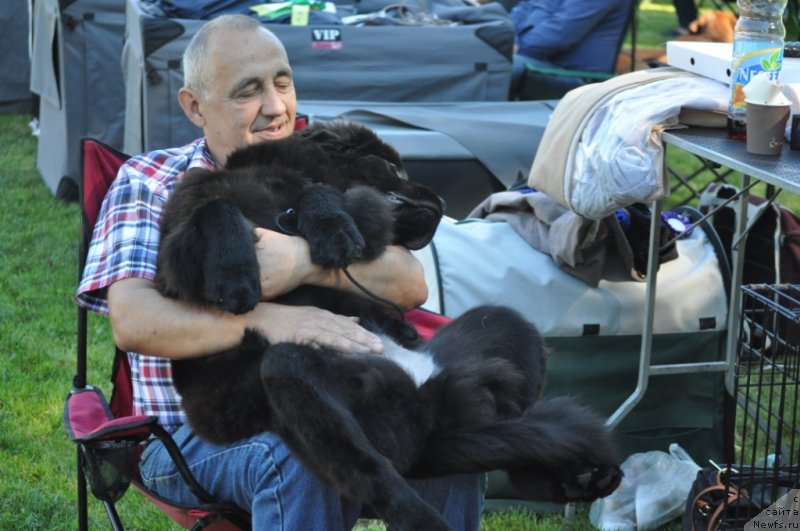 Фото: ньюфаундленд Chudo Choice Zvezdnyj Dar s Berega Dona (Чудо Чойс Звездного Дара с Берега Дона)