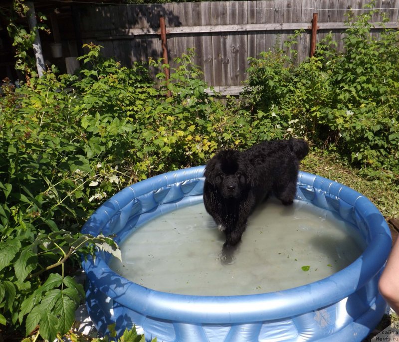 Фото: ньюфаундленд Sent Djons Gvendolin Glorius Garden (Сент Джонс Гвендолин Глориус Гарден)