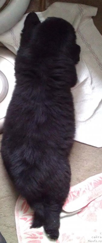 Фото: ньюфаундленд Sent Djons Gvendolin Glorius Garden (Сент Джонс Гвендолин Глориус Гарден)