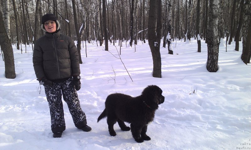 Фото: ньюфаундленд Sent Djons Gvendolin Glorius Garden (Сент Джонс Гвендолин Глориус Гарден)