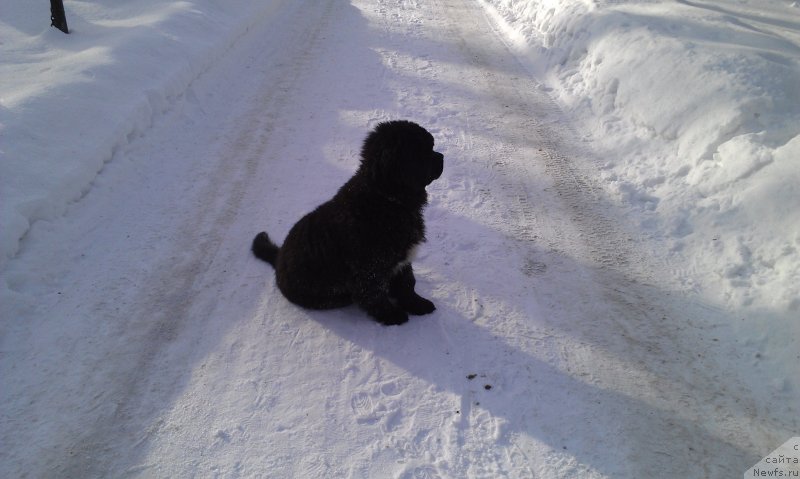 Фото: ньюфаундленд Sent Djons Gvendolin Glorius Garden (Сент Джонс Гвендолин Глориус Гарден)