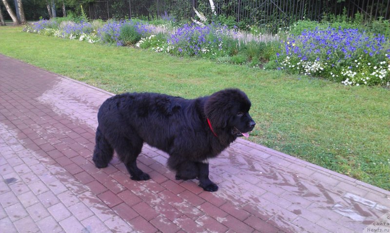 Фото: ньюфаундленд Sent Djons Gvendolin Glorius Garden (Сент Джонс Гвендолин Глориус Гарден)