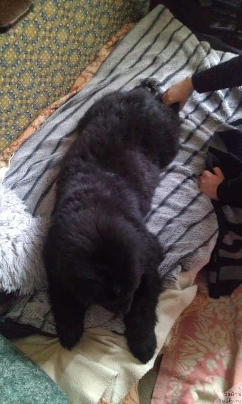 Фото: ньюфаундленд Sent Djons Gvendolin Glorius Garden (Сент Джонс Гвендолин Глориус Гарден)