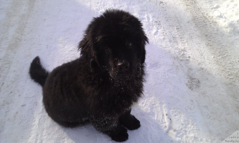 Фото: ньюфаундленд Sent Djons Gvendolin Glorius Garden (Сент Джонс Гвендолин Глориус Гарден)