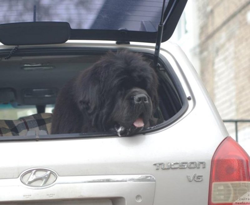 Фото: ньюфаундленд Njufort Fidel (Ньюфорт Фидель)