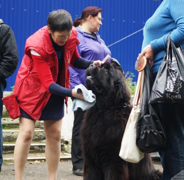 Фото: ньюфаундленд Njufort Fidel (Ньюфорт Фидель), Alevtina Batyan (Алевтина Батян)