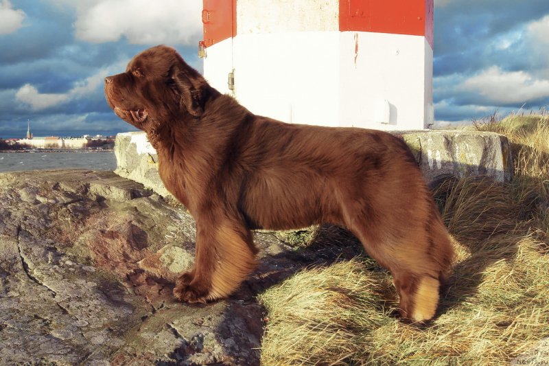 Фото: ньюфаундленд Aetna vom Riesrand (Aetna vom Riesrand)