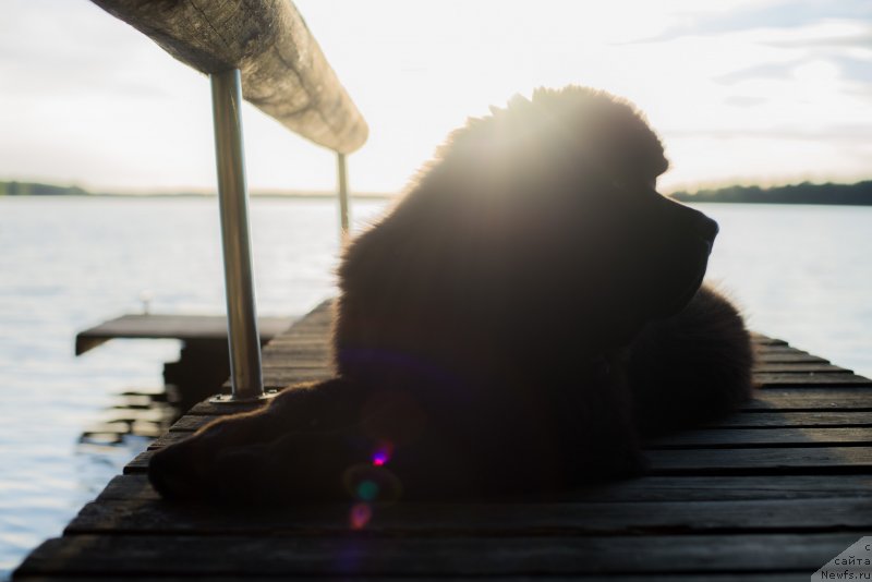 Фото: ньюфаундленд Smigar Liverpulsiy Chetvertak (Смигар Ливерпульский Четвертак)