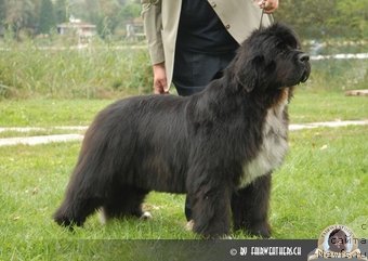 Фото: ньюфаундленд Fairweathers Miss Ellie