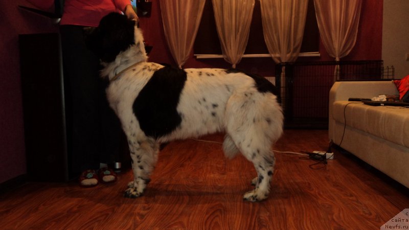 Фото: ньюфаундленд Sent Djons Viva Viktoria (Сент Джонс Вива Виктория)