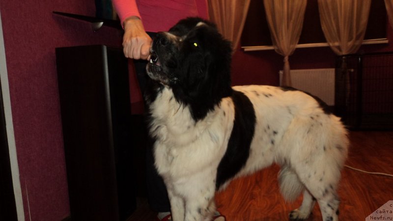 Фото: ньюфаундленд Sent Djons Viva Viktoria (Сент Джонс Вива Виктория)