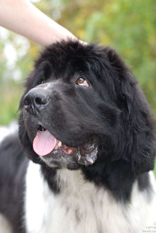 Фотография № 134755