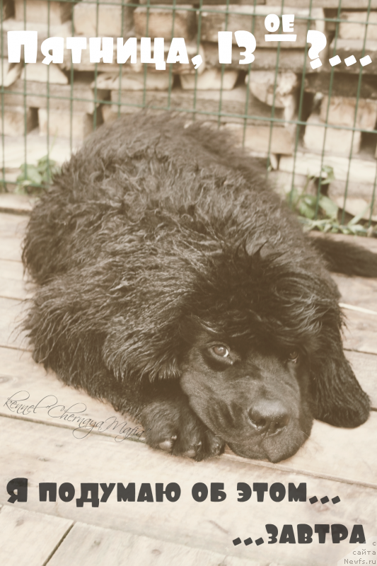 Фотография № 134758