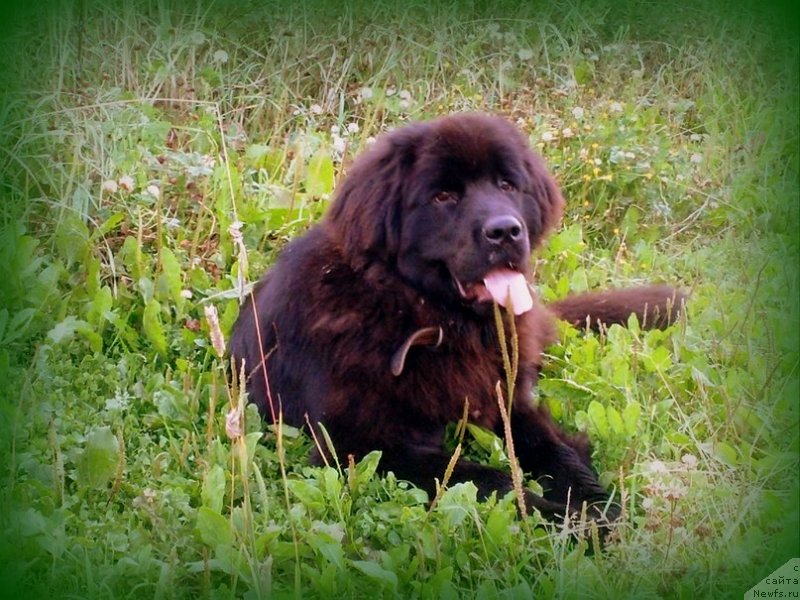 Фото: ньюфаундленд Sokrovische Beloy Bogini (Сокровище Белой Богини)