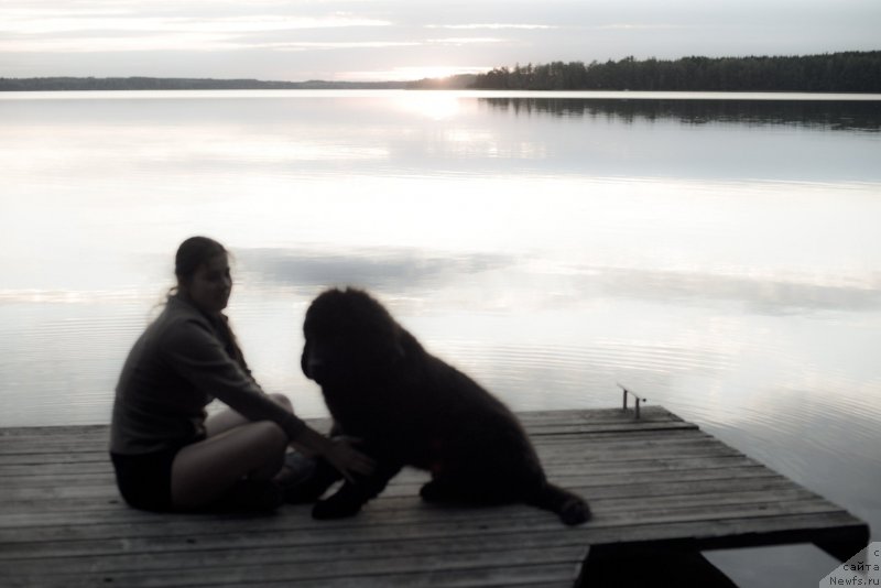 Фото: ньюфаундленд Smigar Liverpulsiy Chetvertak (Смигар Ливерпульский Четвертак), Ekaterina Zaslavskaya (Екатерина Заславская)