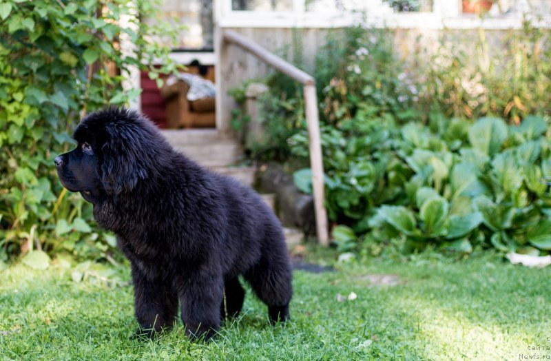 Фото: ньюфаундленд Smigar Liverpulsiy Chetvertak (Смигар Ливерпульский Четвертак)