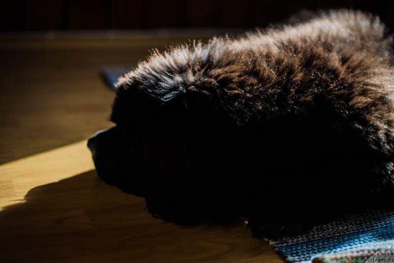 Фото: ньюфаундленд Smigar Liverpulsiy Chetvertak (Смигар Ливерпульский Четвертак)