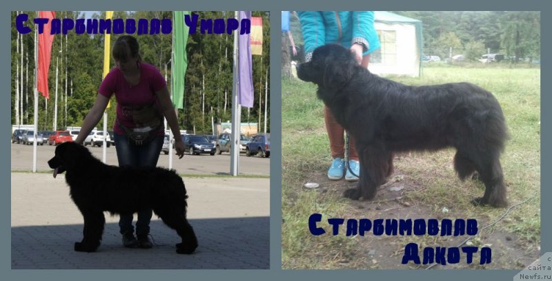 Фото: ньюфаундленд Starbimovlav Dakota (Старбимовлав Дакота), ньюфаундленд Starbimovlav Umora (Старбимовлав Умора)