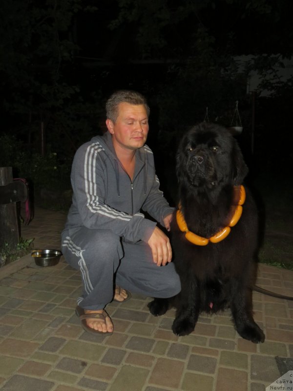 Фото: ньюфаундленд Schastlivyj Sluchay Kara Deniz (Счастливый Случай Кара Дениз)