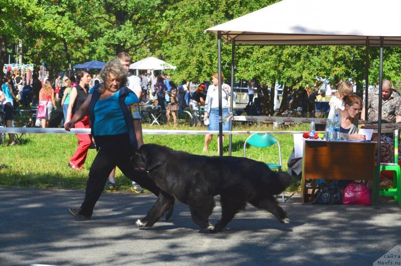 Фото: ньюфаундленд Promise To Love Midnight Bear (Promise To Love Midnight Bear), Irina Panyushkina (Ирина Панюшкина)