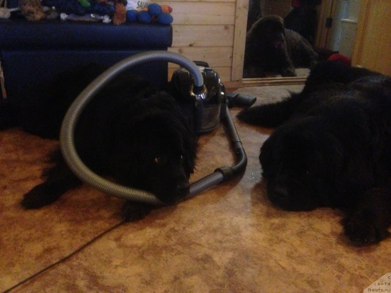 Фото: ньюфаундленд Bonni Flayt (Бонни Флайт), ньюфаундленд Restayling From SHipmyen (Рестайлинг Фром Шипмэн), ньюфаундленд Peter-Bear Bizerta Soul (Петер-Беар Бизерта Соул)