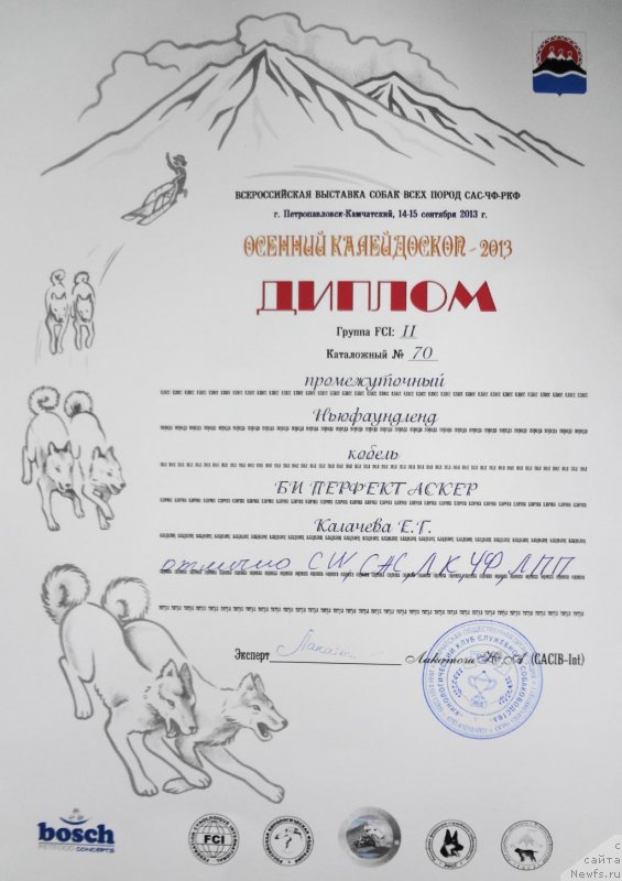 Фото: ньюфаундленд Bi Perfekt Asker (Би Перфект Аскер)