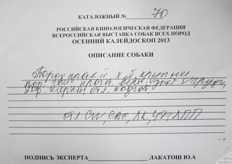 Фото: ньюфаундленд Bi Perfekt Asker (Би Перфект Аскер)