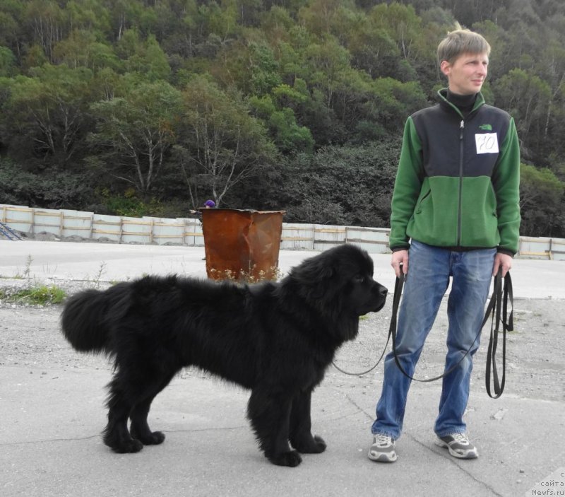 Фото: ньюфаундленд Bi Perfekt Asker (Би Перфект Аскер)