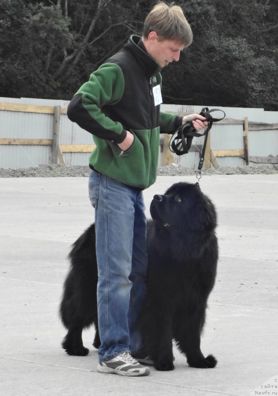 Фото: ньюфаундленд Bi Perfekt Asker (Би Перфект Аскер)