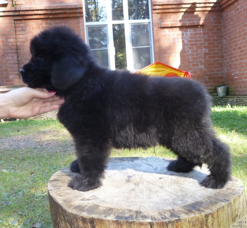 Фото: ньюфаундленд Super Premium Neobyiknovennyiy Naslednik (Супер Премиум Необыкновенный Наследник)