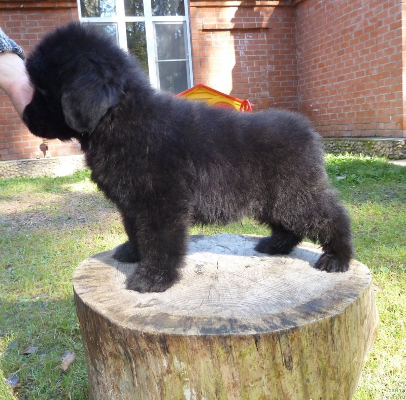 Фото: ньюфаундленд Super Premium Neobyiknovennyiy Naslednik (Супер Премиум Необыкновенный Наследник)