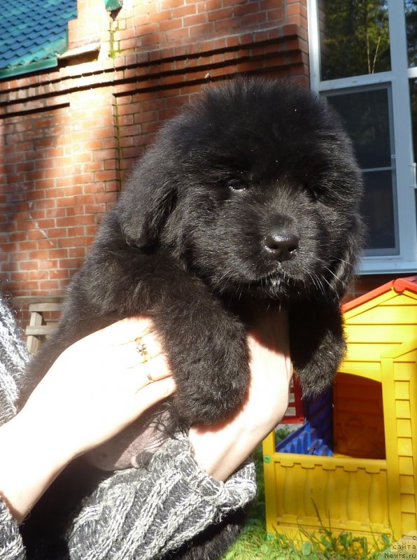 Фото: ньюфаундленд Super Premium Neobyiknovennyiy Naslednik (Супер Премиум Необыкновенный Наследник)