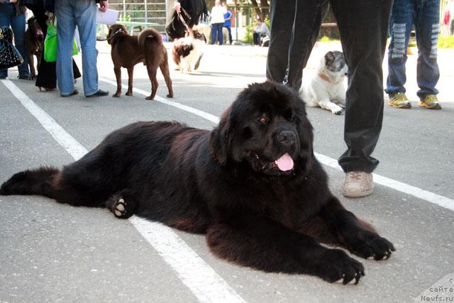 Фото: ньюфаундленд Potap Fidel' (Потап Фидель)