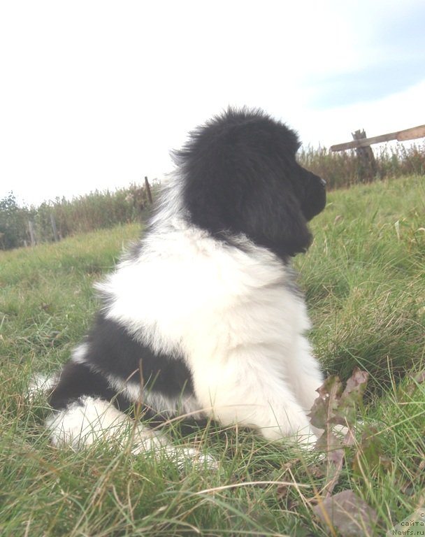 Фото: дочь, ньюфаундленд N'yufort Magiya Lyubvi (Ньюфорт Магия Любви)