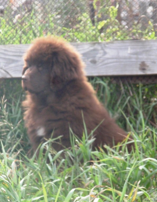 Фото: ньюфаундленд Kiper Soul Perfekt Viktori (Кипер Соул Перфект Виктори)