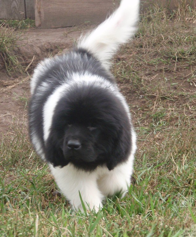 Фото: ньюфаундленд N'yufort YEshli (Ньюфорт Эшли)