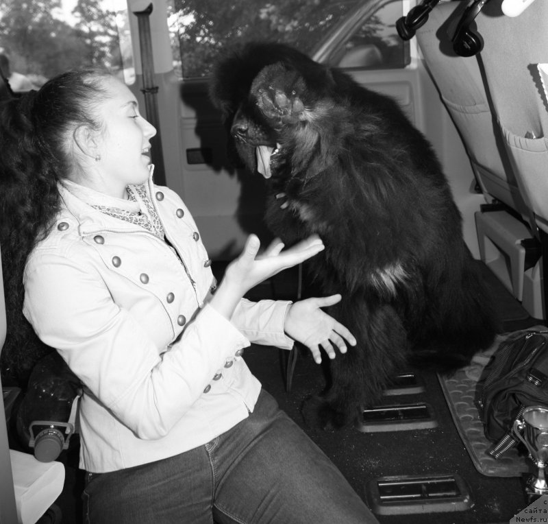 Фото: ньюфаундленд Love Me Tender Midnight Bear