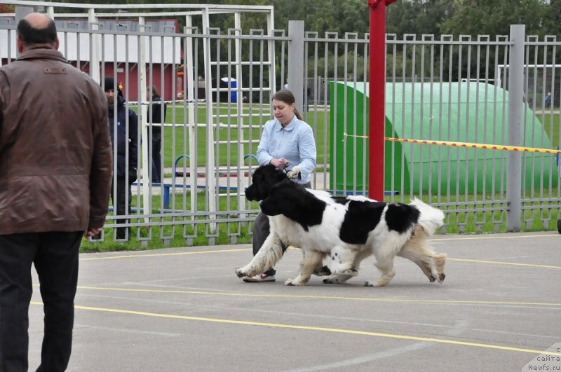 Фото: ньюфаундленд Callistos Resolution