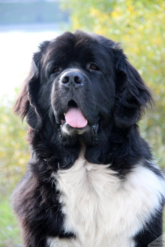 Фото: ньюфаундленд Starbimovlav Gardemarin (Старбимовлав Гардемарин)