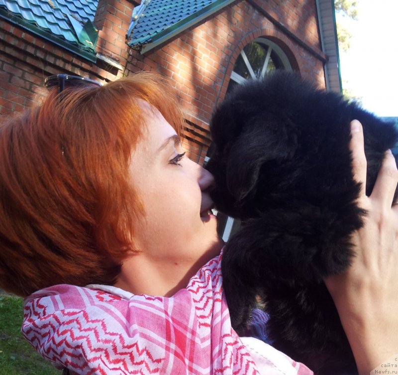 Фото: ньюфаундленд Super Premium N'yu-York (Супер Премиум Нью-Йорк), Irina Bochkareva (Ирина Бочкарева)