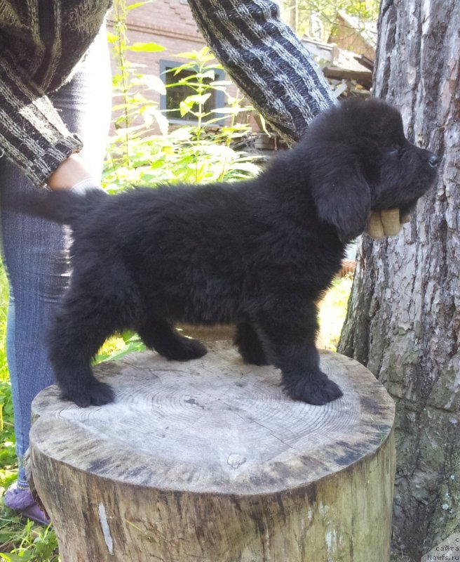 Фото: ньюфаундленд Super Premium N'yu-York (Супер Премиум Нью-Йорк)