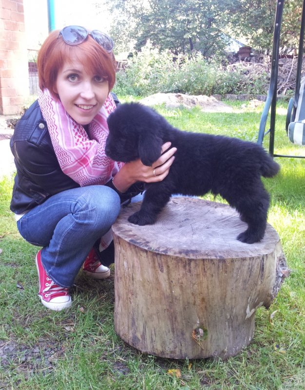 Фото: ньюфаундленд Super Premium N'yu-York (Супер Премиум Нью-Йорк), Irina Bochkareva (Ирина Бочкарева)