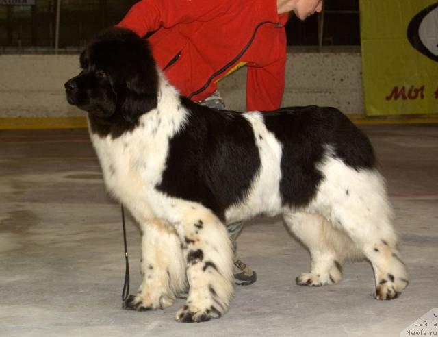 Фото: ньюфаундленд Vesnushka na Shastie (Веснушка на Счастье)