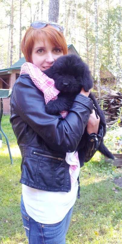 Фото: ньюфаундленд Super Premium N'yu-York (Супер Премиум Нью-Йорк), Irina Bochkareva (Ирина Бочкарева)