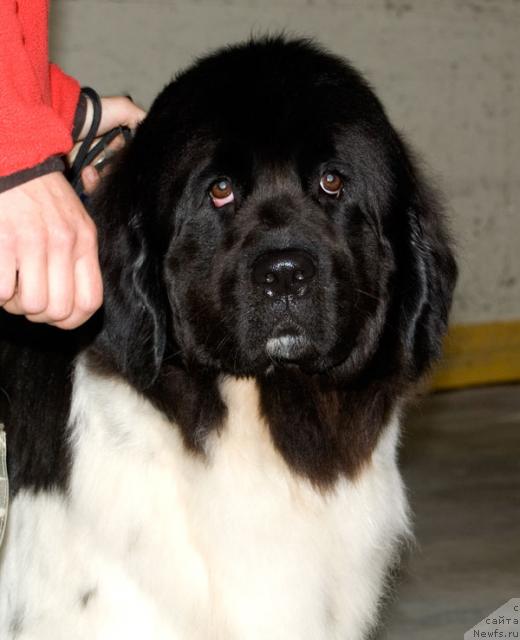Фото: ньюфаундленд Vesnushka na Shastie (Веснушка на Счастье)