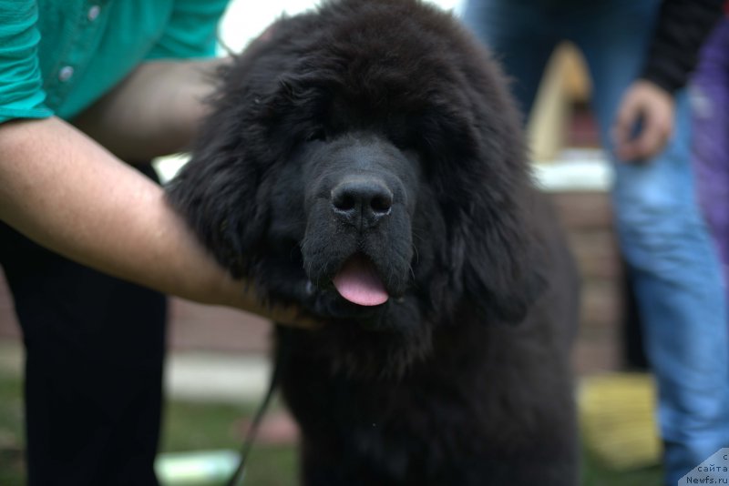 Фото: ньюфаундленд Smigar Laki Strayk (Смигар Лаки Страйк), 4, 5 мес